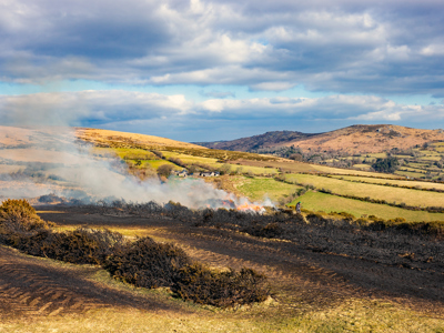 Controlled Burning Of Heather