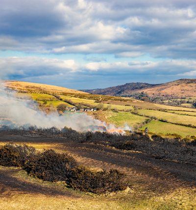 Controlled Burning Of Heather