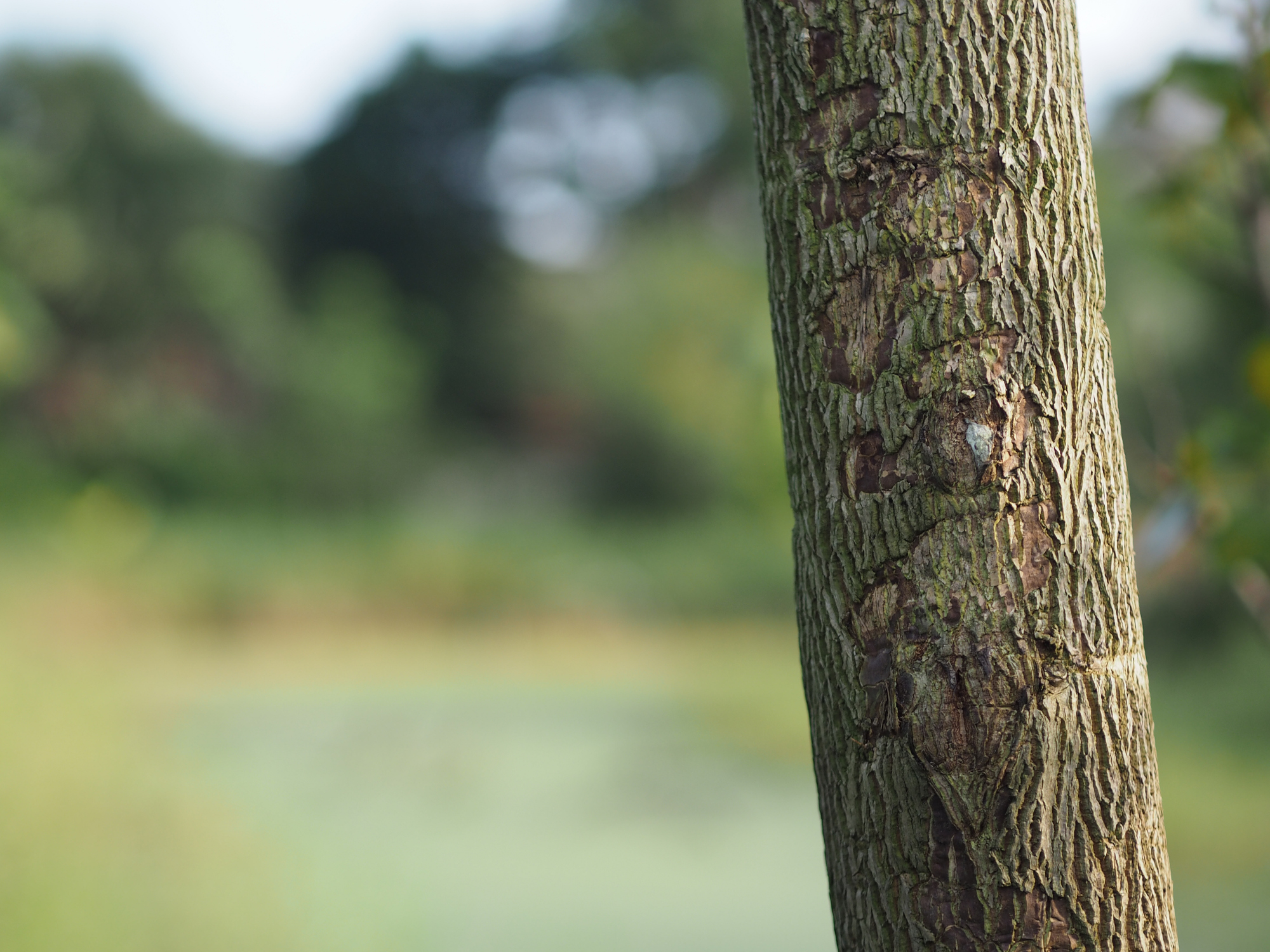 tree trunk with textured, brown and green bark in sharp focus