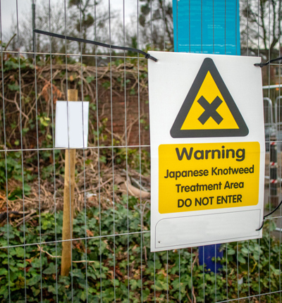 Japanese knotweed treatment sign