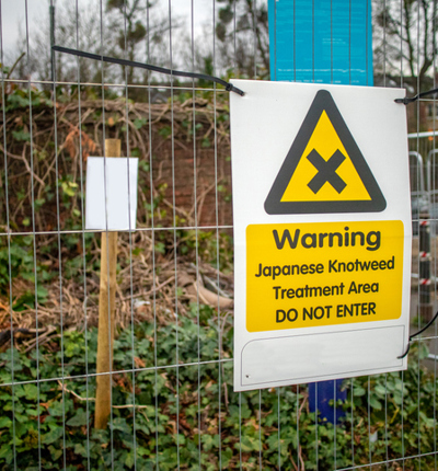 Japanese knotweed treatment sign