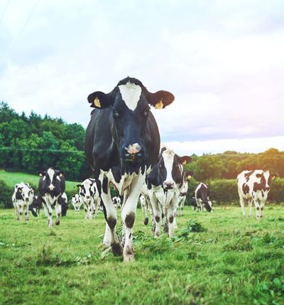 Cows In Field