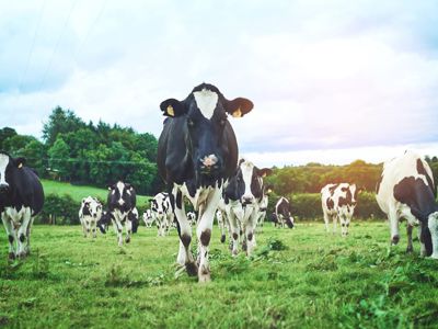 Cows In Field
