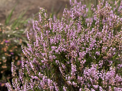A close up of heather in full flower in the sunshine