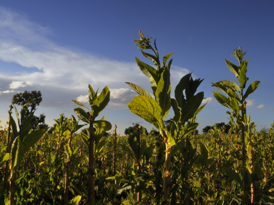 Tobacco Crop