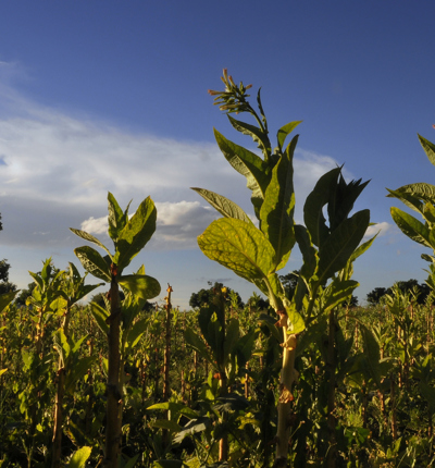 Tobacco Crop