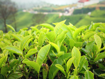 Tea Plantation (1)