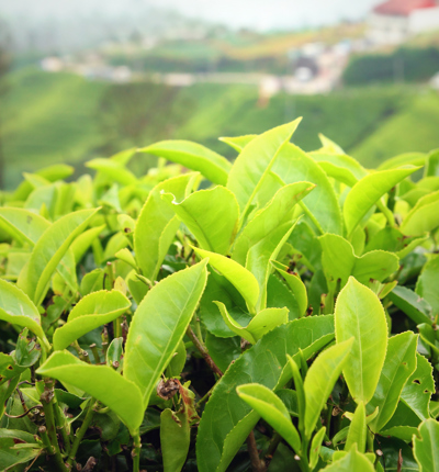 Tea Plantation (1)