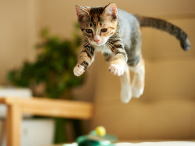 Kitten jumping in the air
