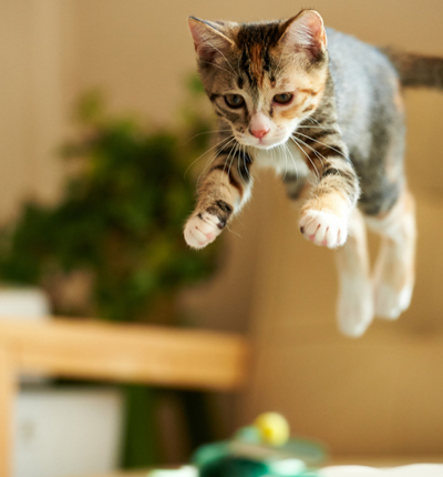 Kitten jumping in the air