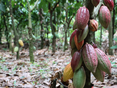 Cocoa Pods Ghana