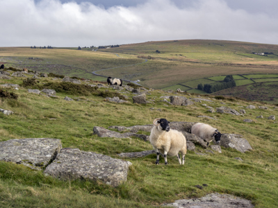 Dartmoor Sheep
