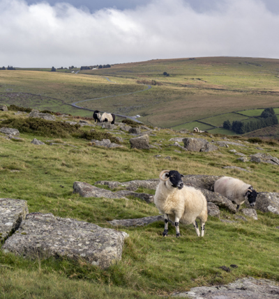 Dartmoor Sheep