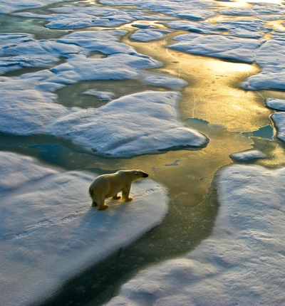Polar Bear