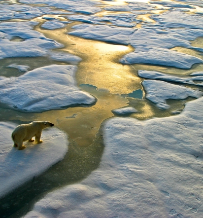 Polar Bear