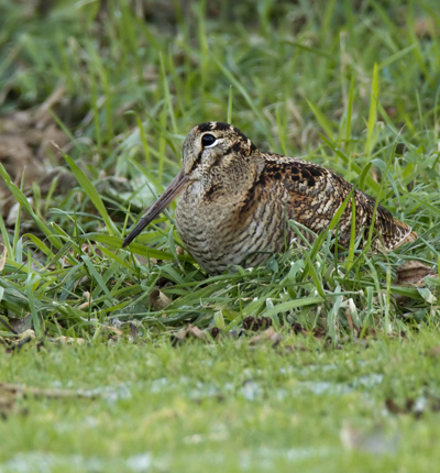 Woodcock