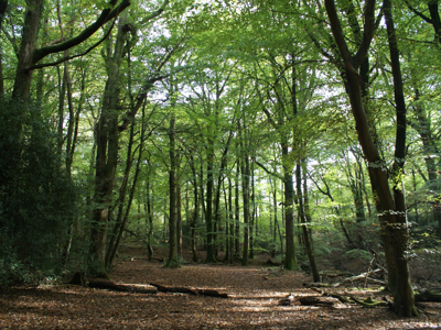 Forest