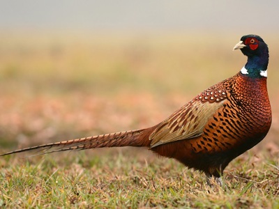 Pheasant