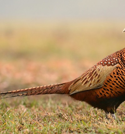 Pheasant