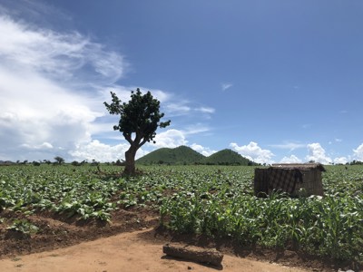 Malawi Tobacco Farm