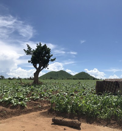 Malawi Tobacco Farm
