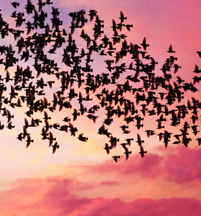 Starlings