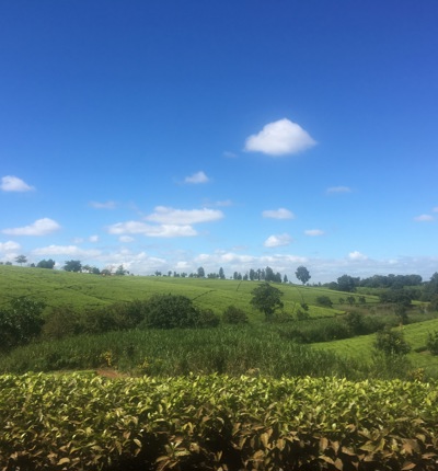 Tea plantations in Mulanje, Southern Malawi
