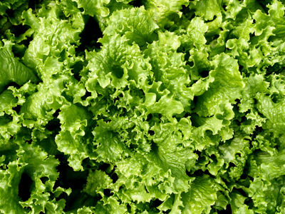 Lettuce
