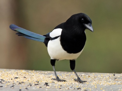 Magpie