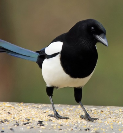 Magpie