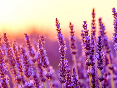 Lavender field