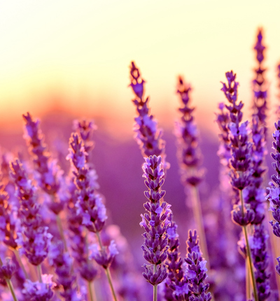 Lavender field