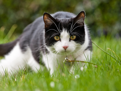 Cat in the grass