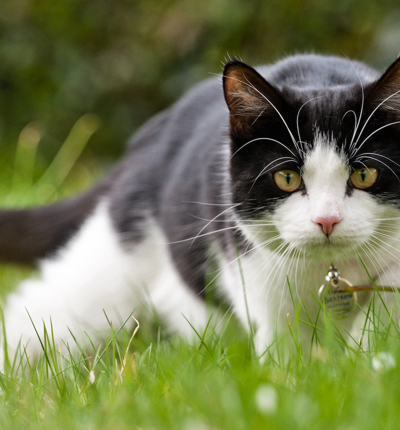 Cat in the grass