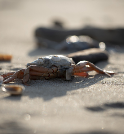 Crabs